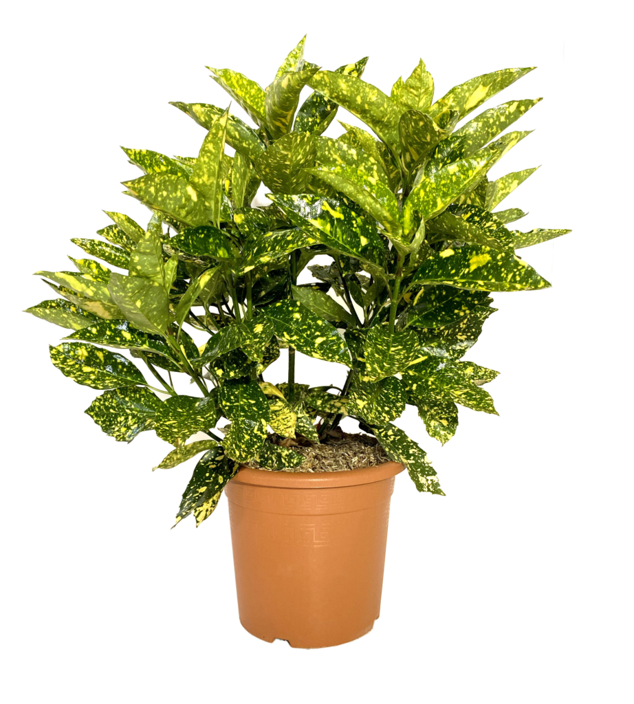 Aucuba Japonica Crotonifolia - Balkonpflanzen | Kentis