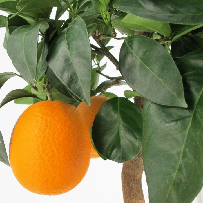 Citrus Sinensis Rosso “Moro”