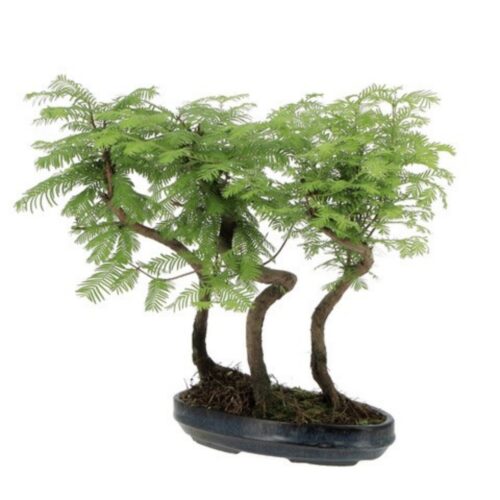 Bonsai Metasequoia