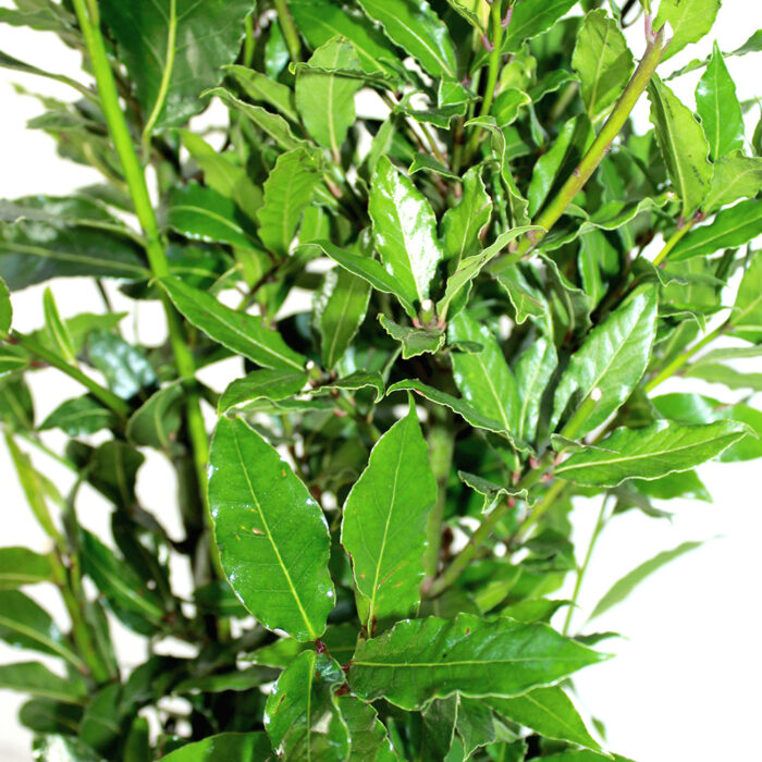 Laurus Nobilis - Alloro