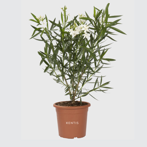 nerium-oleander-bianco