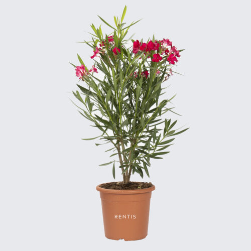 Nerium Oleander rosso