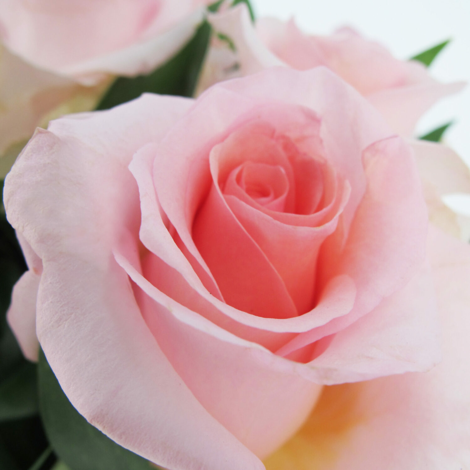 KENTIS - Bouquet di 12 Rose Fucsia a Stelo Lungo 50 cm - Mazzo di Fiori  Freschi a Domicilio in Italia - Rose Vere Regalo : : Giardino e  giardinaggio