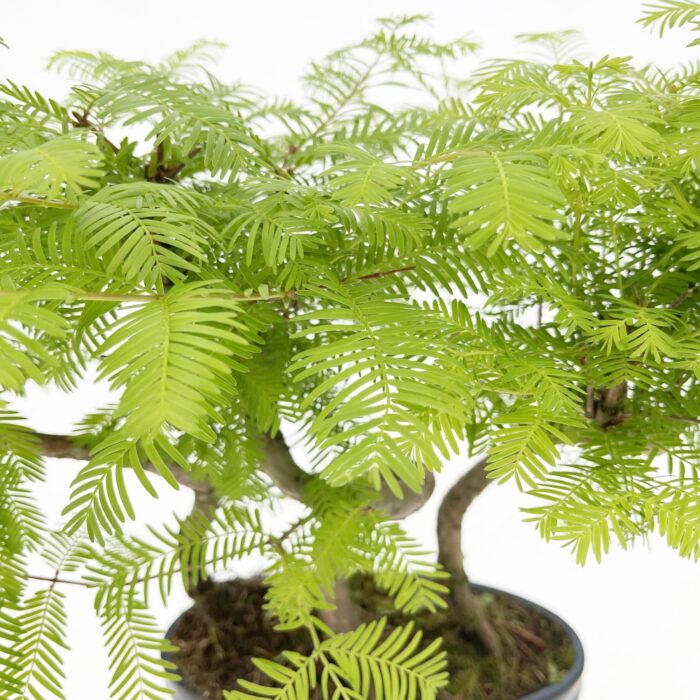 Bonsai Metasequoia