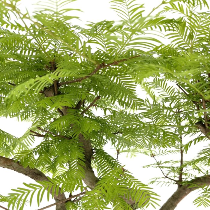 Bonsai Metasequoia