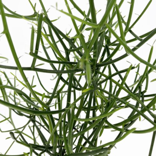 Euphorbia Tirucalli