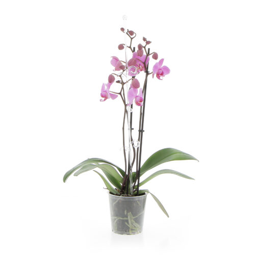 Portastelo Orchideco Elegance Transparent