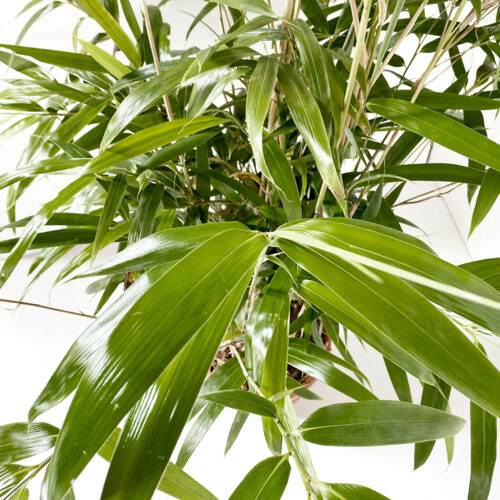 Bambusa Metake Pseudosasa Japonica