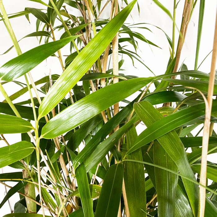 Bambusa Metake Pseudosasa Japonica