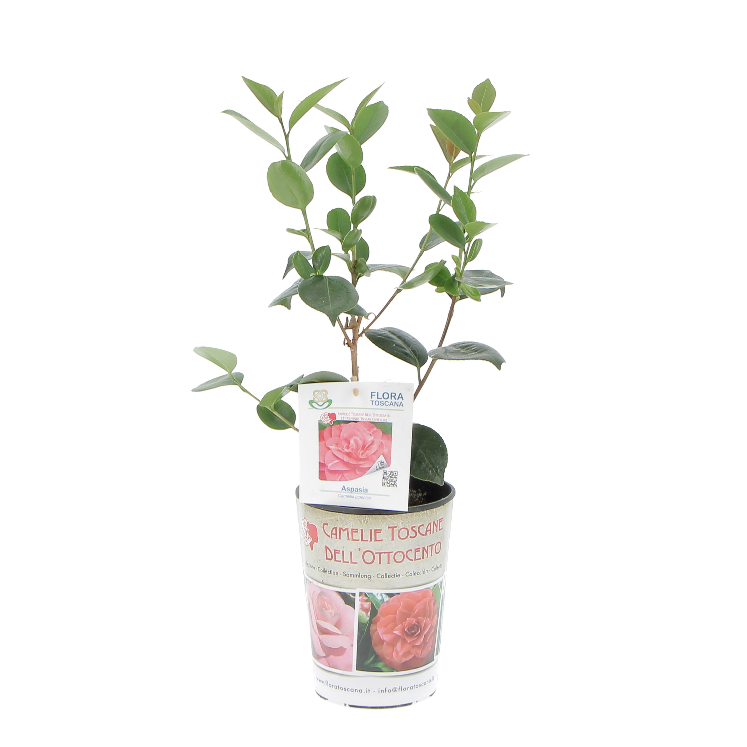 PTG-KitCamelieToscane_aspasia