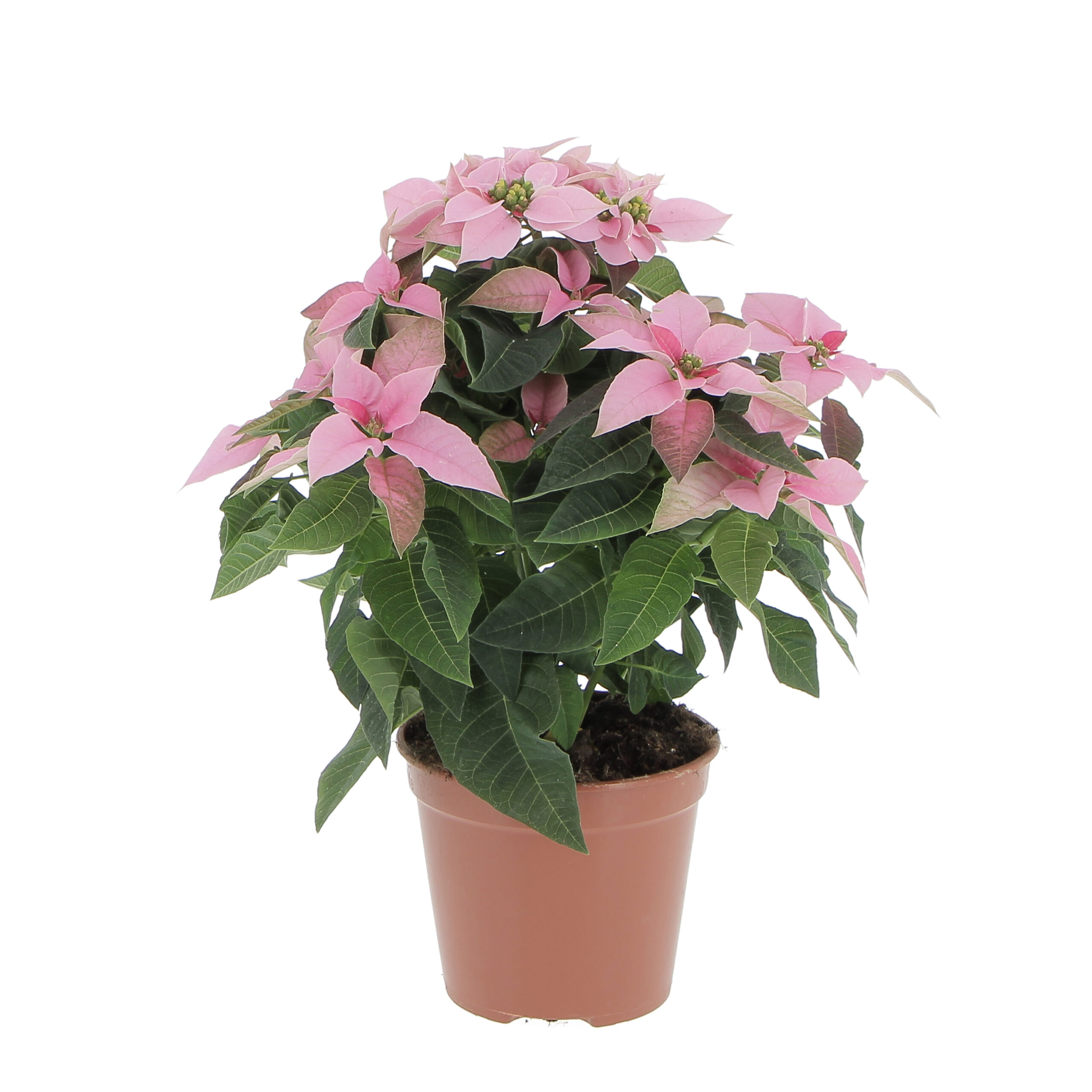 Rosa Weihnachtsstern - Piante da Interno | Kentis
