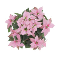 Rosa Weihnachtsstern - Piante da Interno | Kentis