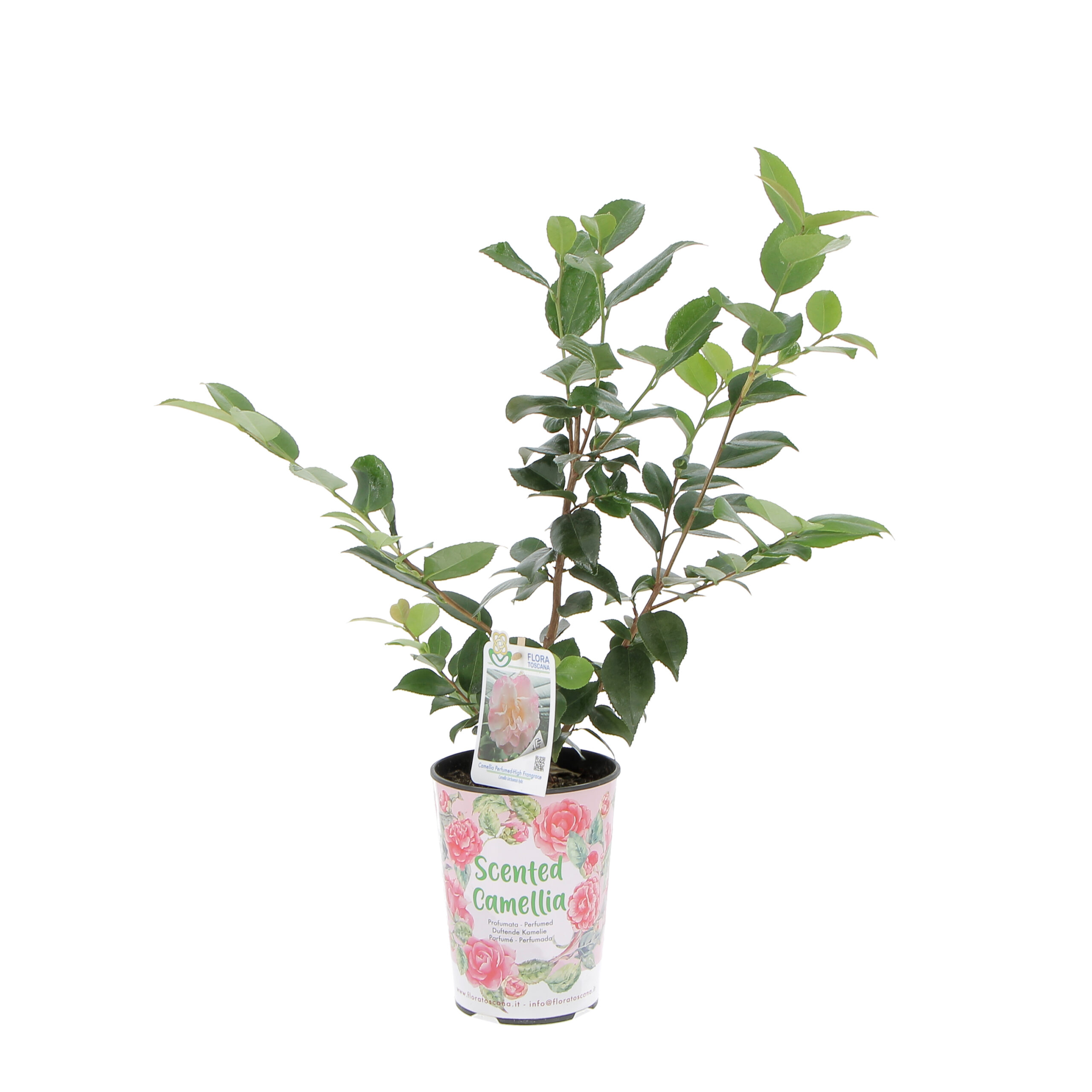 PTG-KitScentedCamellia_High-fragrance