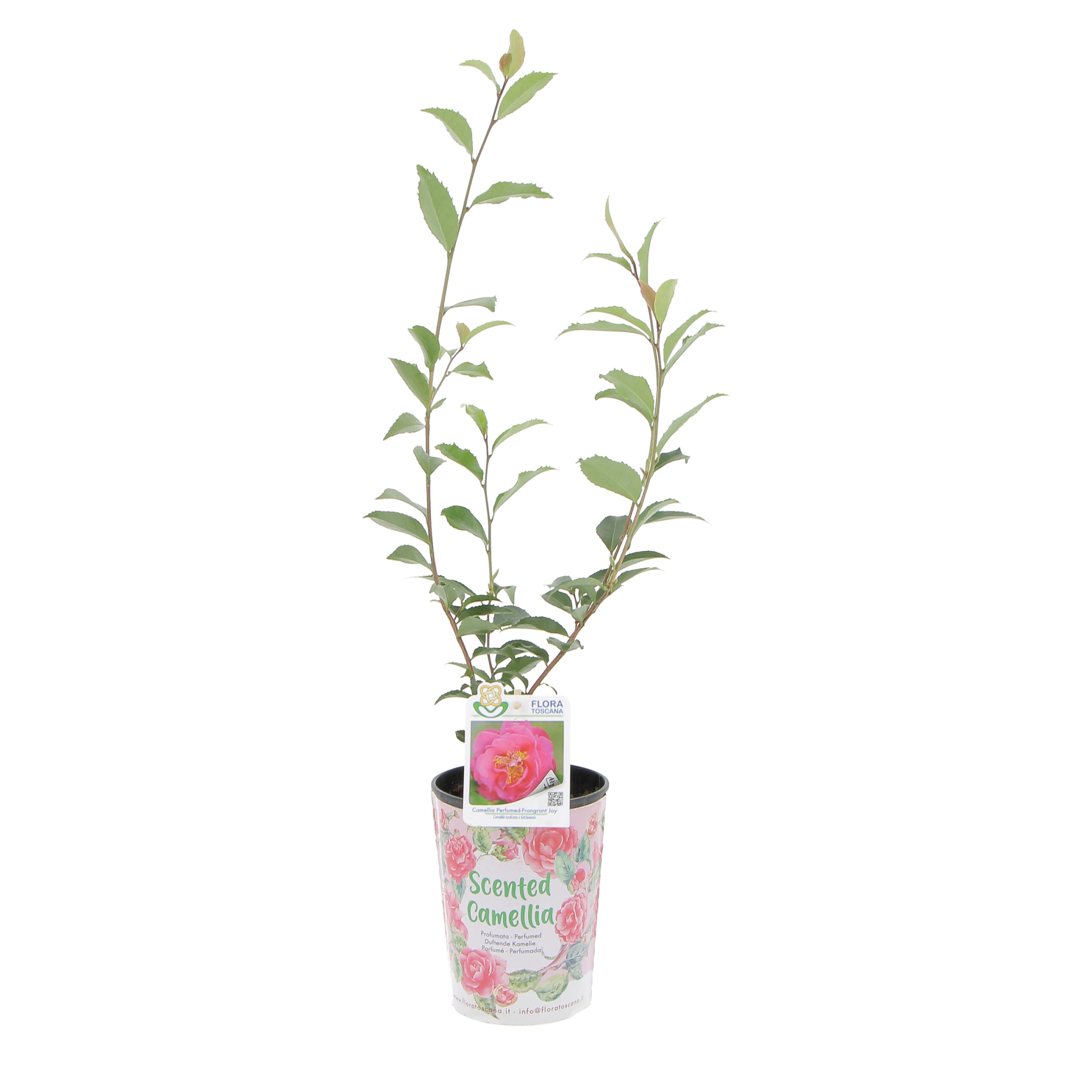 PTG-KitScentedCamellia_fragrant-joy