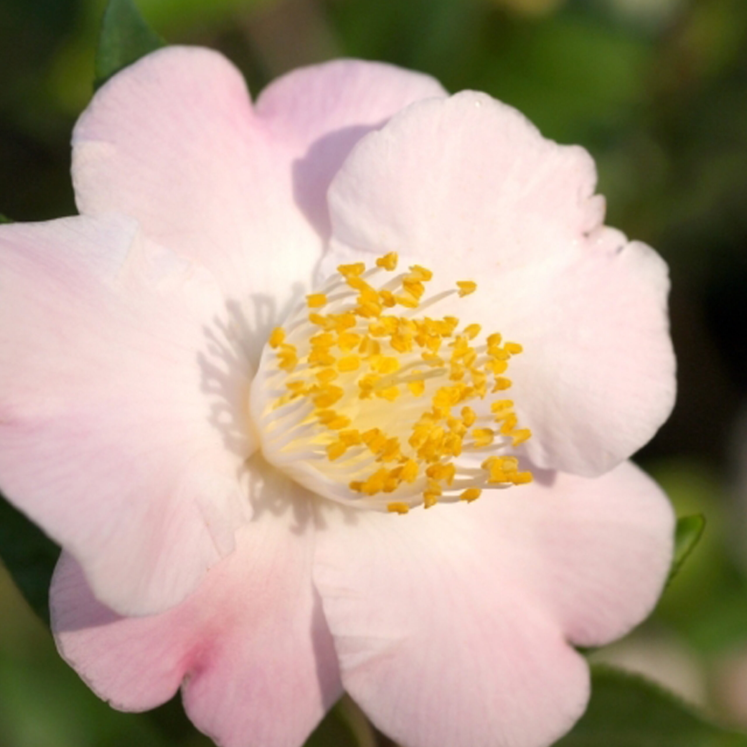 PTG-KitScentedCamellia_part-cinnamon-sensation