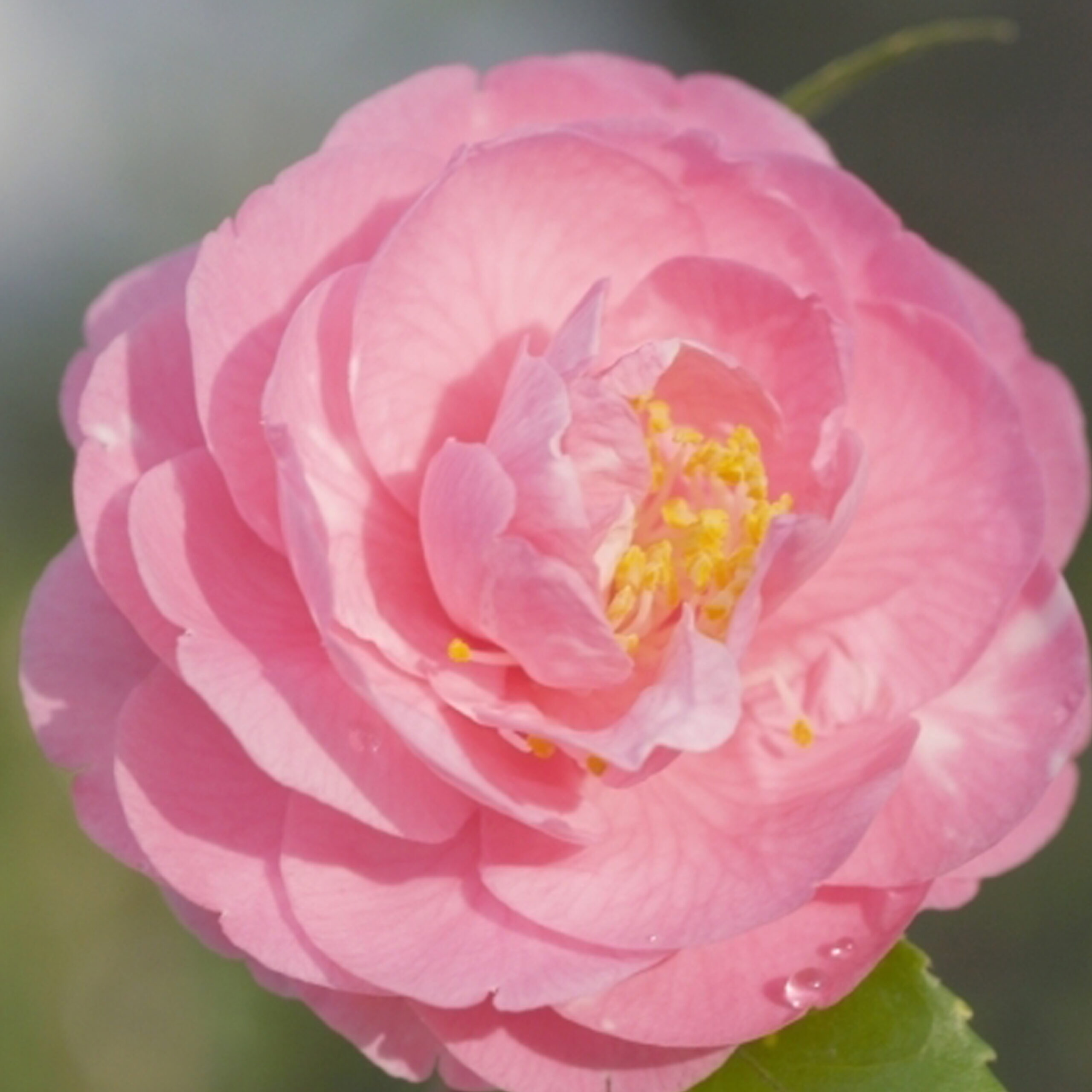 PTG-KitScentedCamellia_part-fragrant-joy