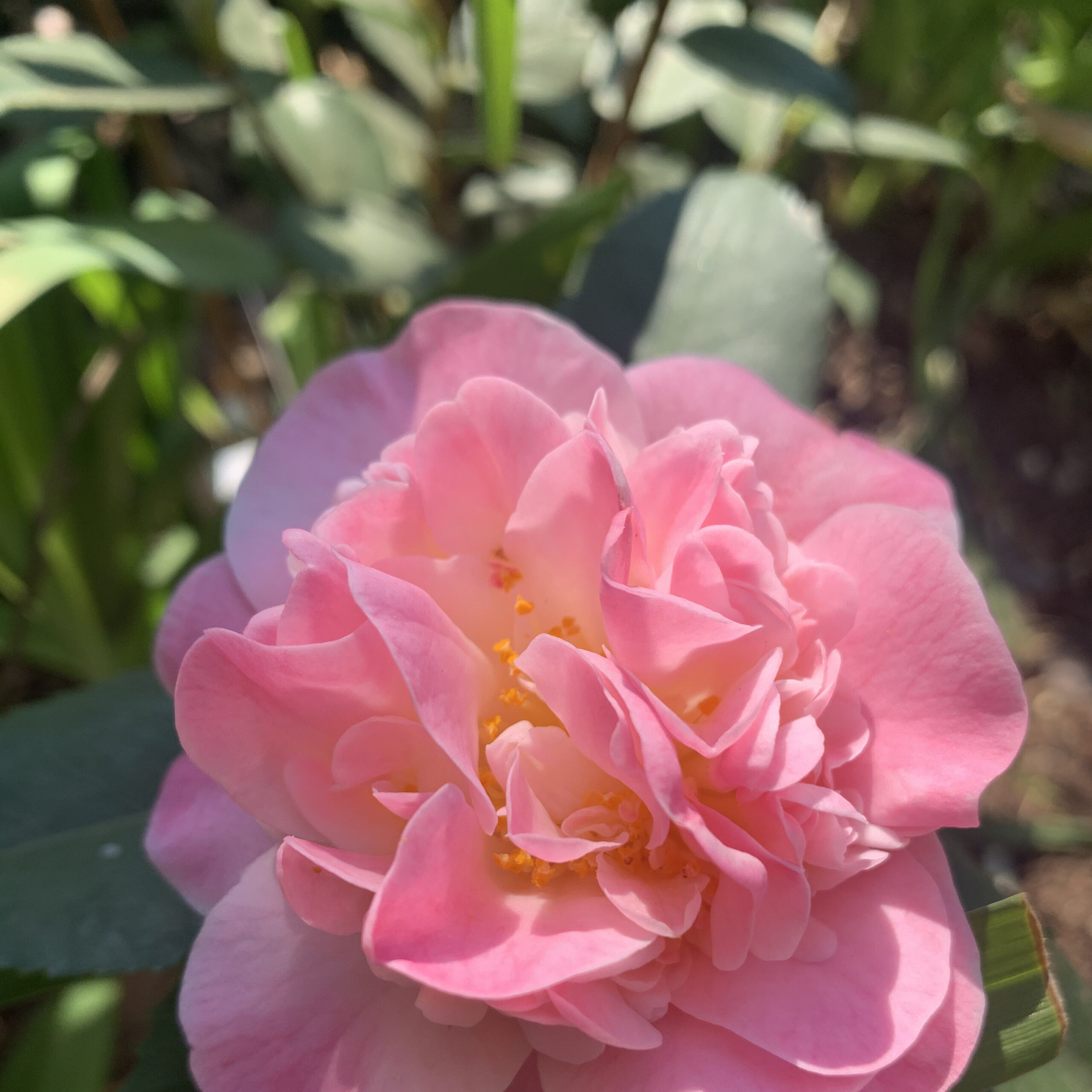 PTG-KitScentedCamellia_part-high-fragrance
