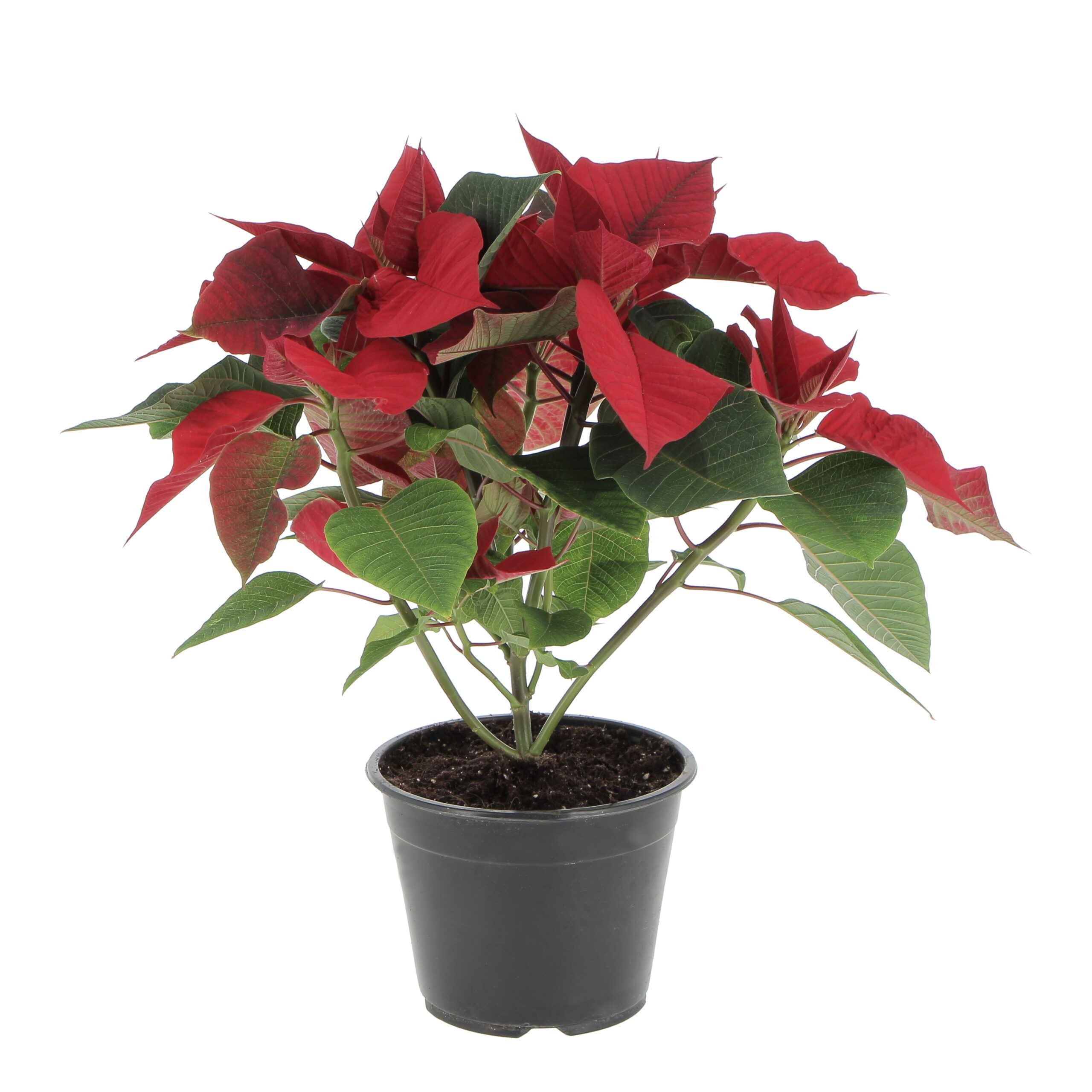 weihnachtsstern xxl Goldline- XXL Weihnachtsstern Blume rot Gold mit Stiel 80cm x 60 cm   Goldline-Homedecor