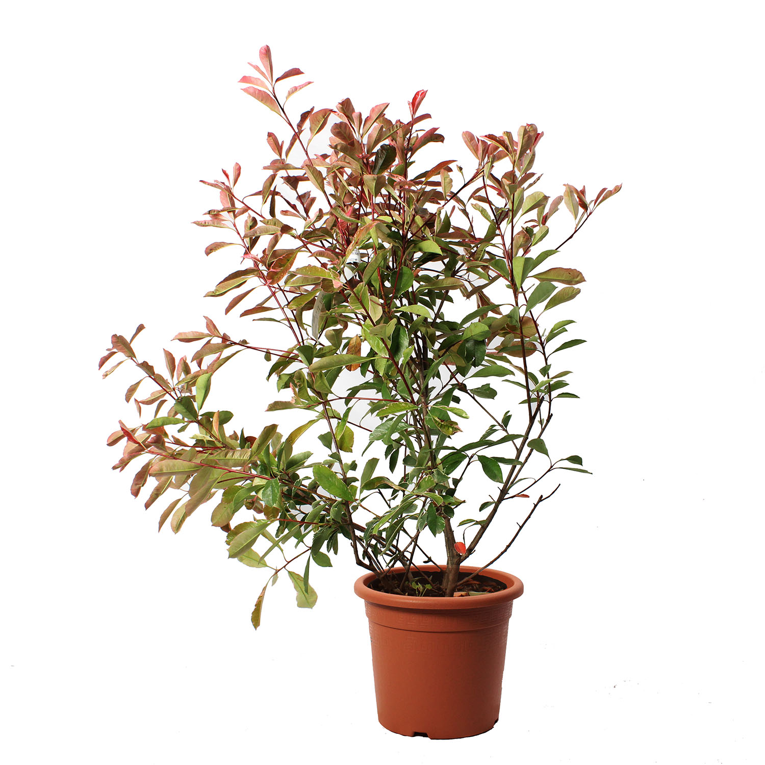 Photinia × Fraseri 'Pink Marble' - Piante vere da siepe resistenti