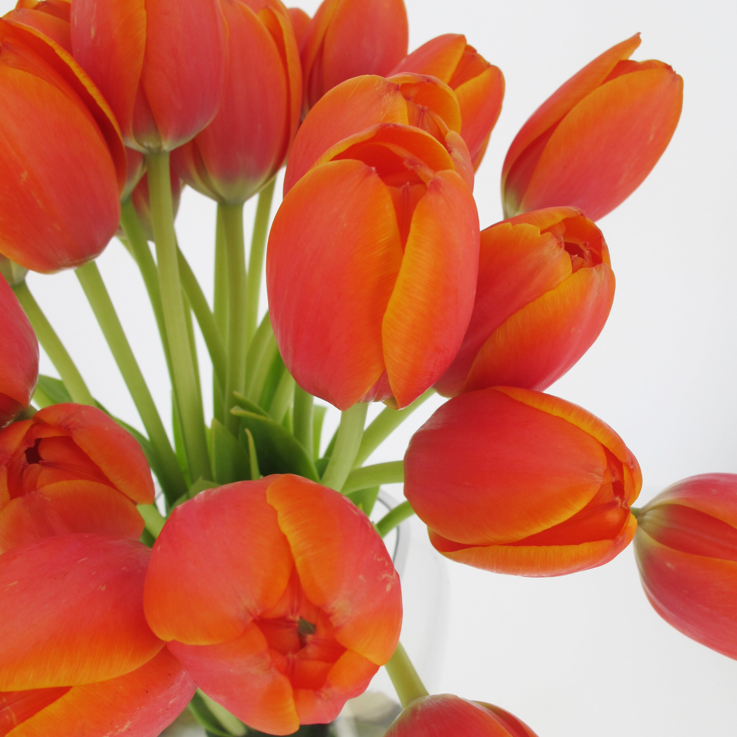 Bouquet Tulipani Arancio - Mazzi fiori veri freschi a domicilio