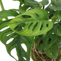 KENTIS - Monstera Deliciosa - Piante da Interno Vere Pianta da