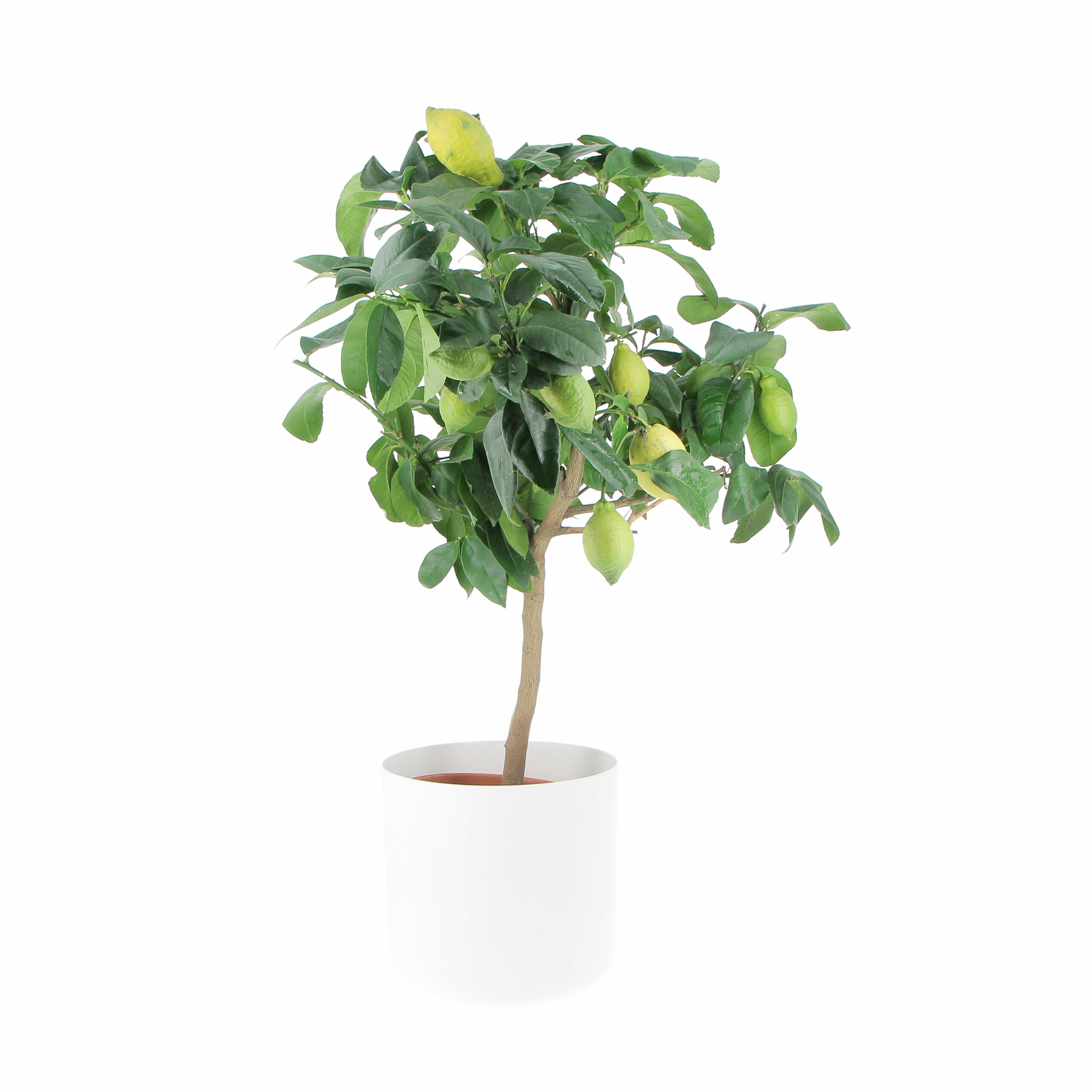 PTG-Citrus-Limon-v20-h70-80-b-for-soft-25white-scaled (1)