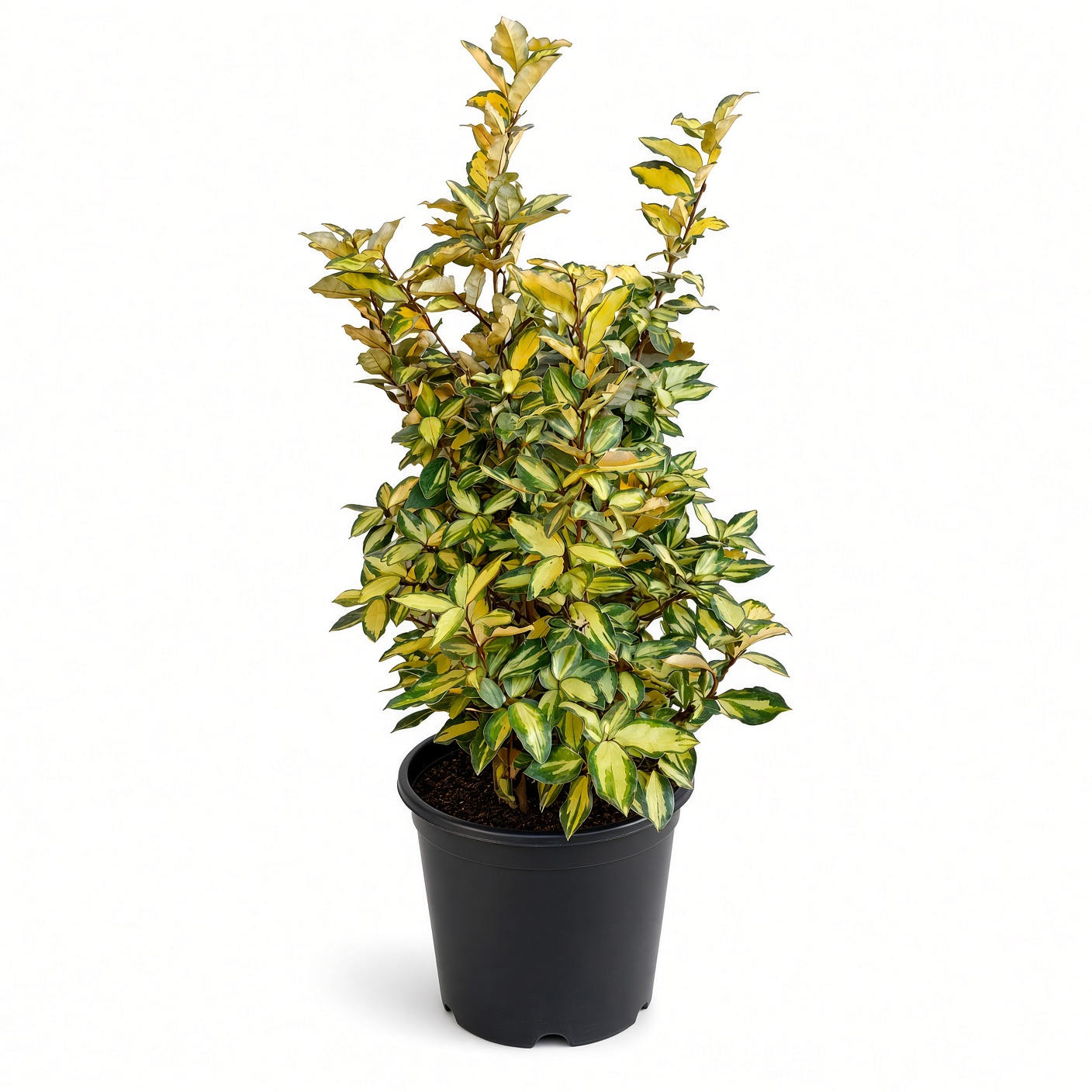 Eleagnus maryline ct 24