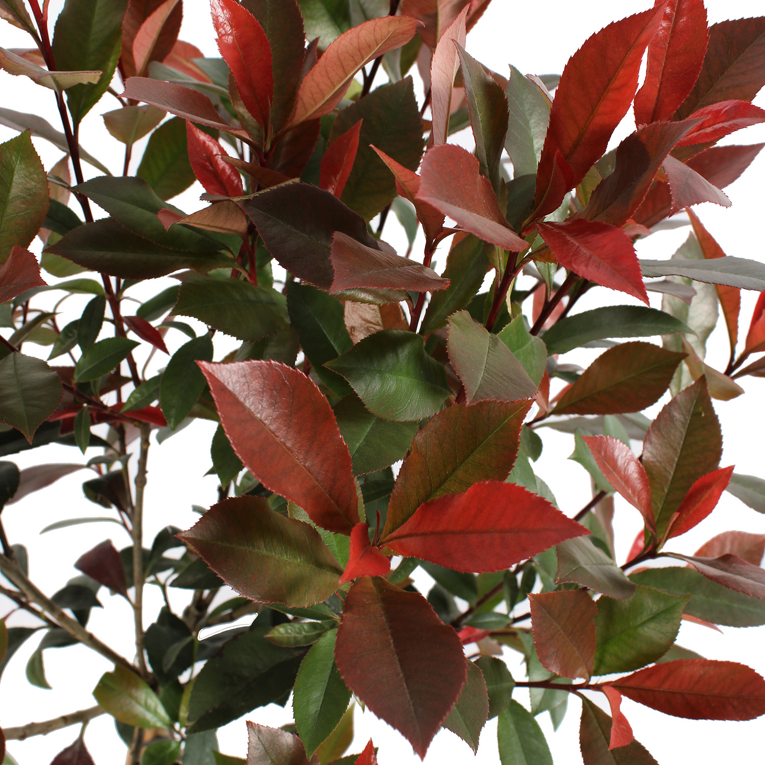 Photinia x Fraseri Robusta Compacta - Piante Vere da Esterno - Kentis