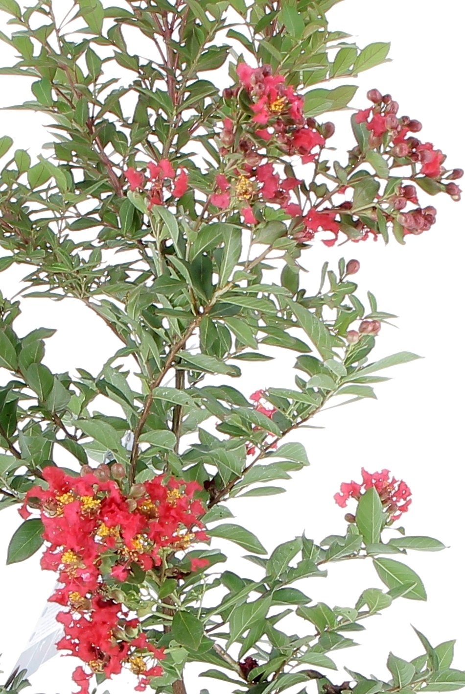 LAGESTROEMIA EDURING RED vaso20-0006