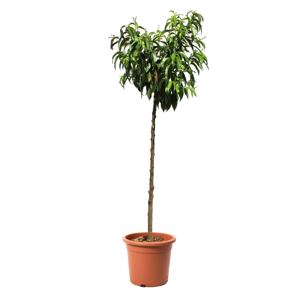 Pêcher Blanc (Prunus Persica) - Arbre Fruitier Extérieur - Pot 24 Cm - Plante Vivante Kentis
