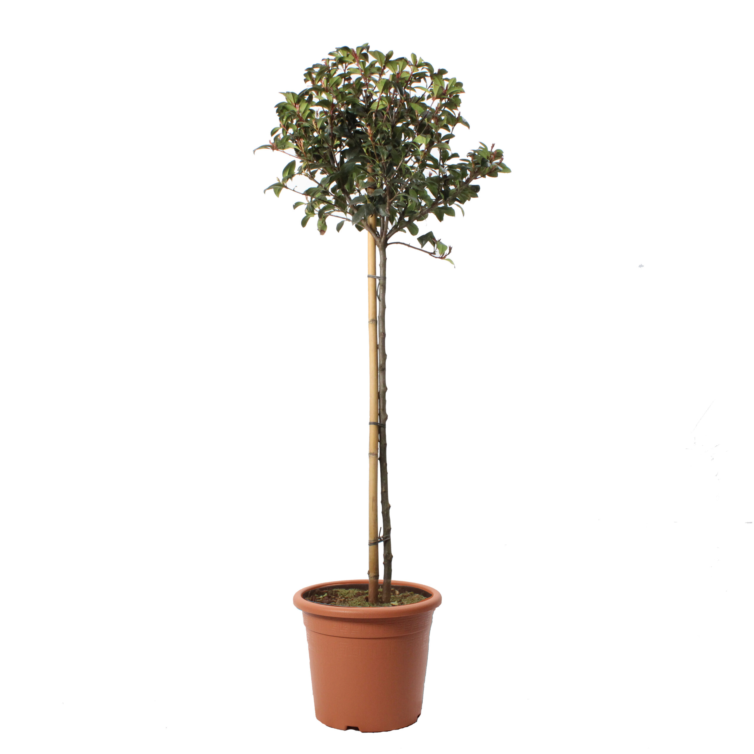 Photinia x Fraseri Robusta Compacta - Baum - Kentis