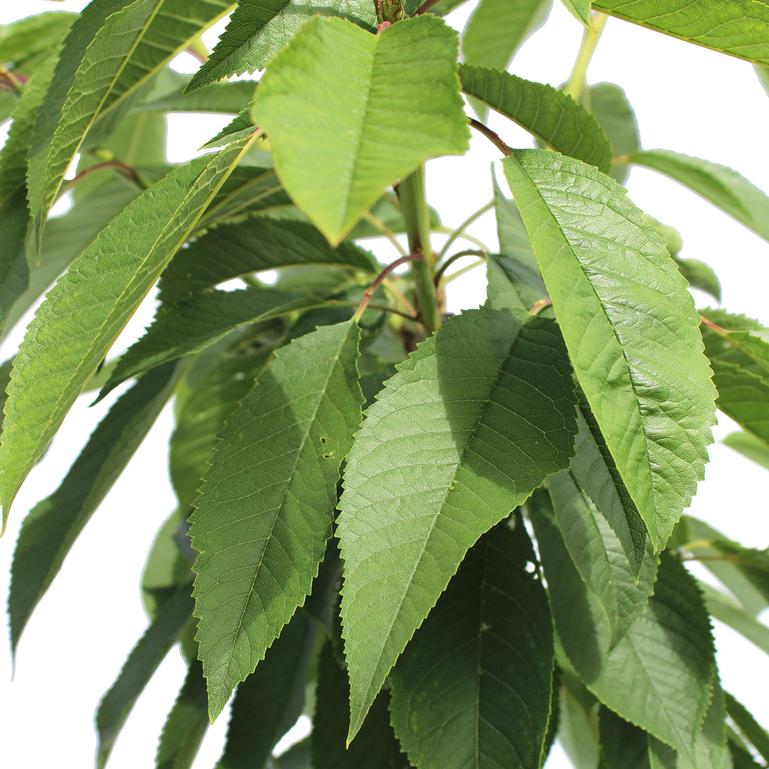 Cerisier En Pot De 28 Cm – Vrai Arbre Fruitier D'extérieur, Plante Ornementale Pour Jardin Ou Balcon, Variété Kentis