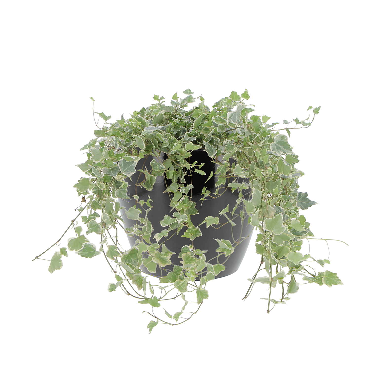 hedera-helix-vaso-schwarz