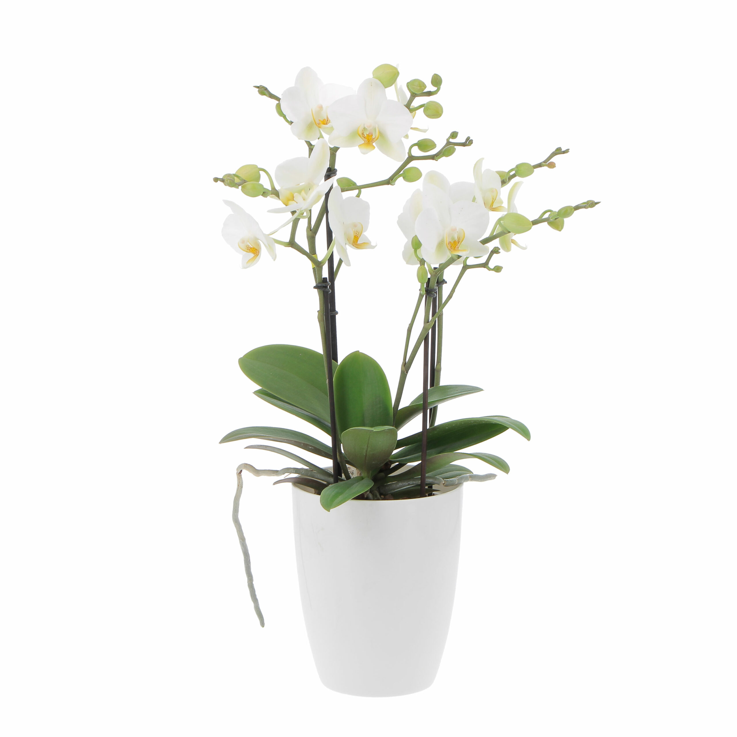 PTG-Phalaenopsis-Bouquetto-Beauty-v12-h45-elho-brussel-125-white-scaled