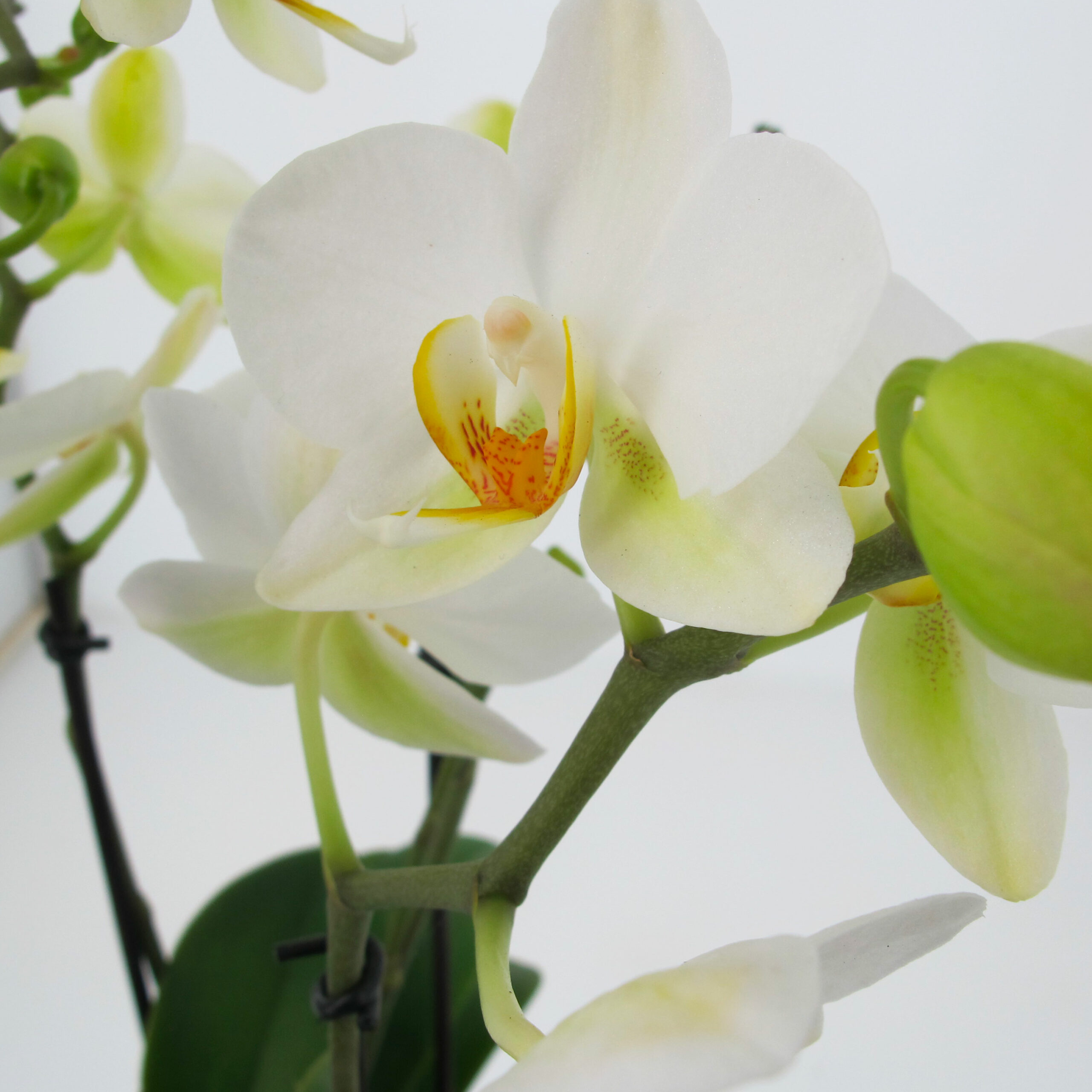 KENTIS - Orchidea Vera Pianta Rara - Phalaenopsis Boquetto Bianca