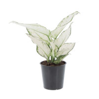 Plante Aglaonema White Joy - 25-35cm, Pot 12cm - Plante D'intérieur Facile - 6