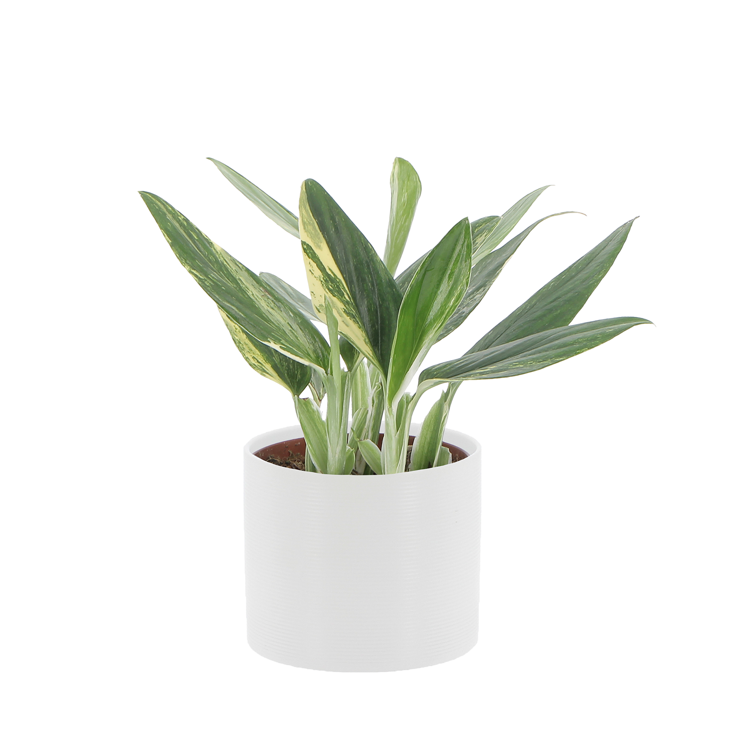 monstera-standleyna-vaso-panna