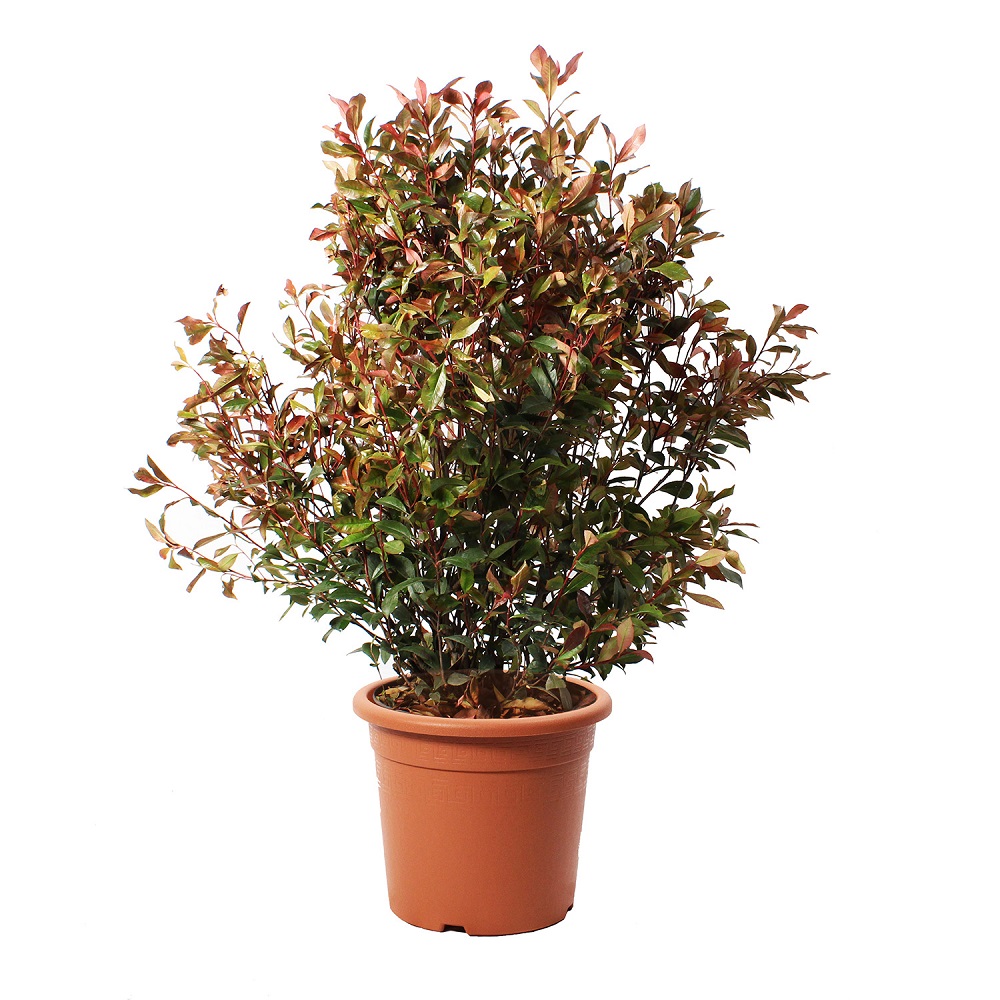 Photinia x Fraseri Robusta Compacta - Piante Vere da Esterno - Kentis