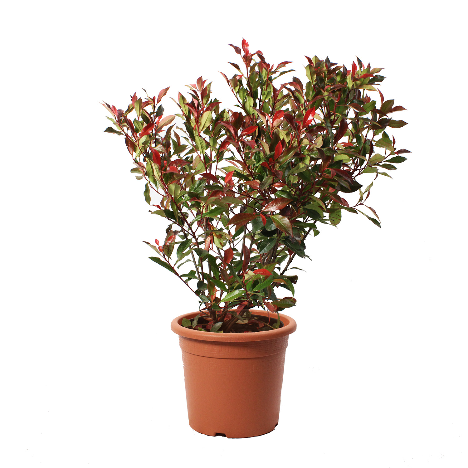 Photinia x Fraseri Robusta Compacta - Outdoor-Pflanzen - Kentis