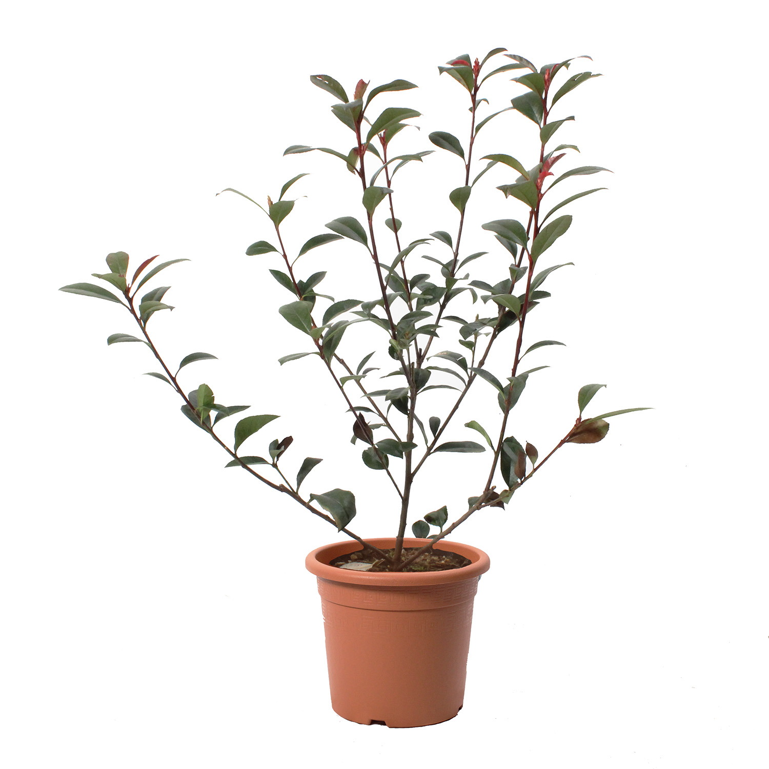 Photinia fraseri robusta compacta vaso 18 (3).JPG