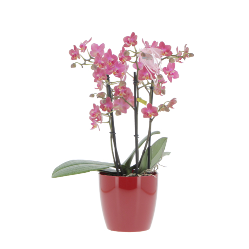 Orchidea Vera Pianta Rara Profumata - Phalaenopsis Aromio Floral - Piante da interno Fiorite Purifica Aria
