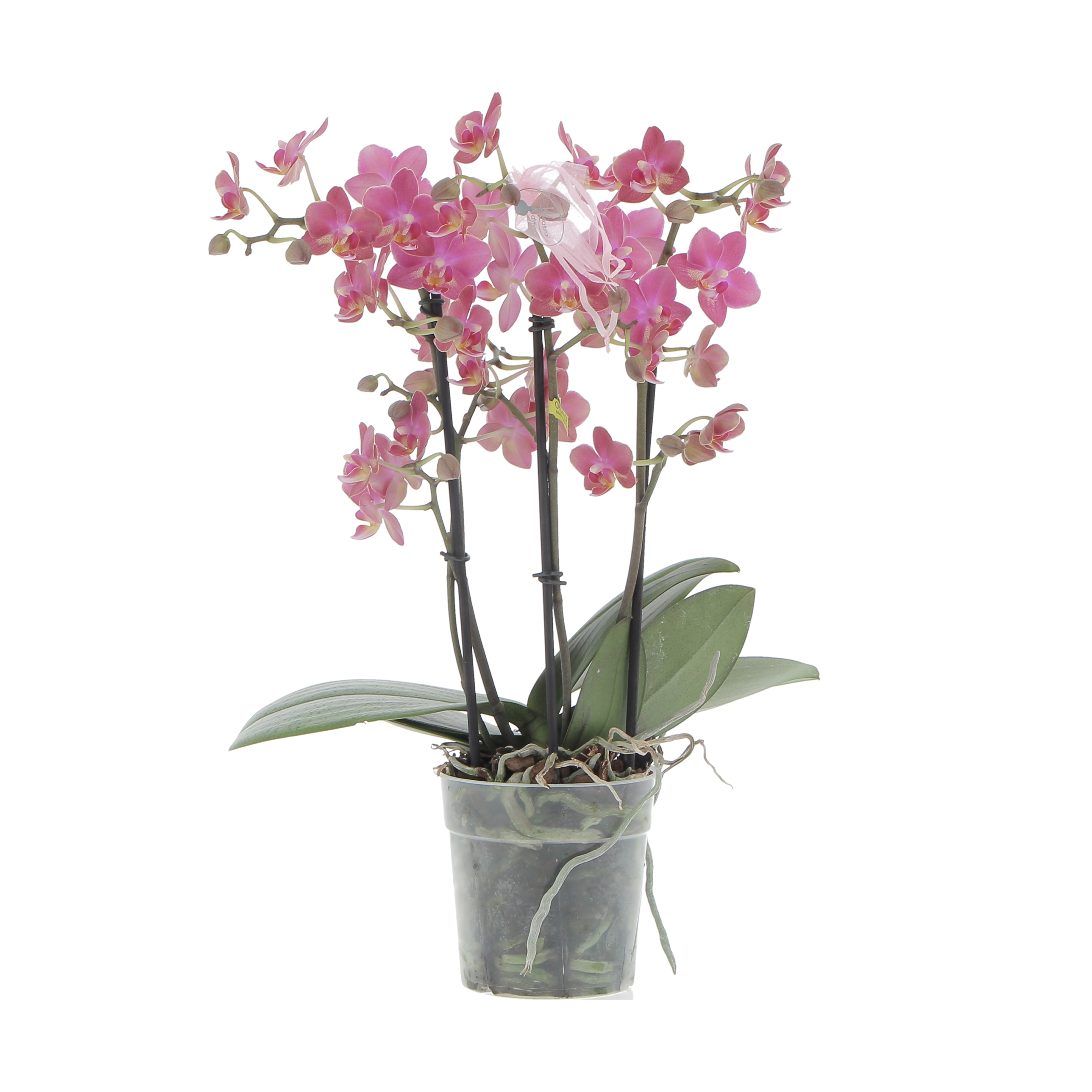 PTG-Aromio-floral-phalenopsis-v12-h40_frontale