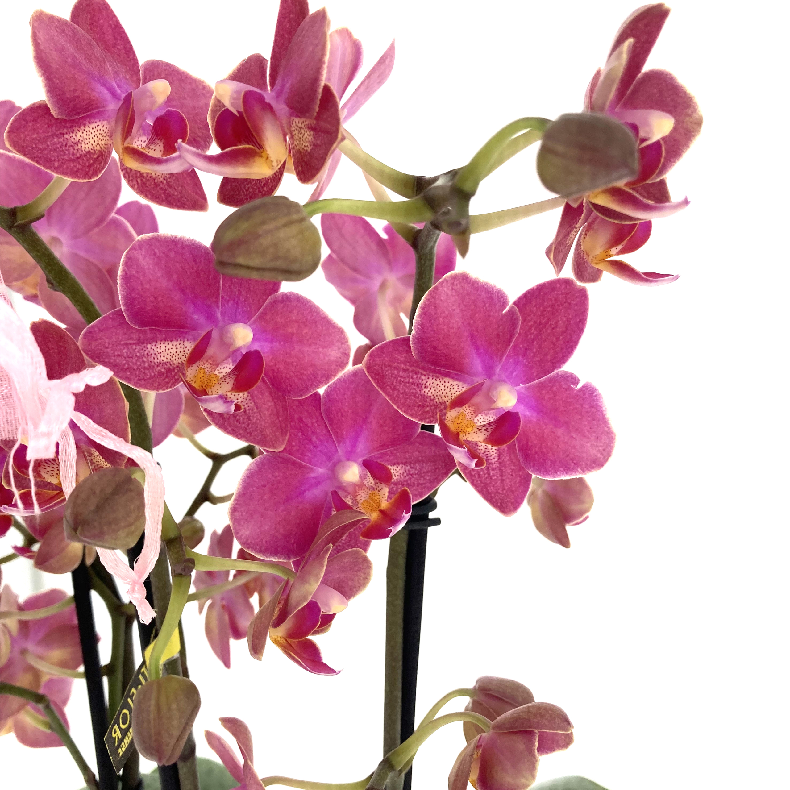 PTG-Aromio-floral-phalenopsis-v12-h40_part1