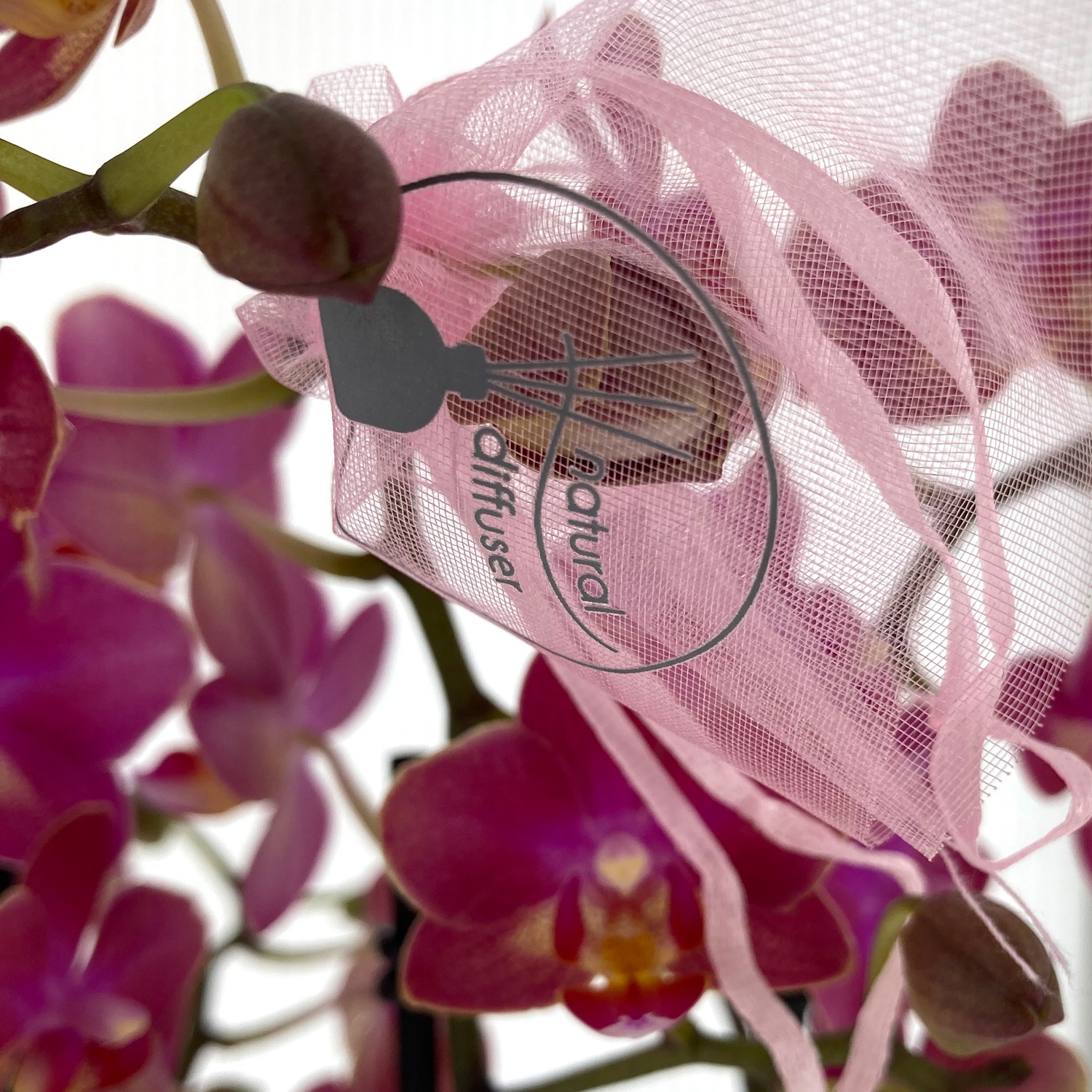 PTG-Aromio-floral-phalenopsis-v12-h40_part2.jpg ridimensionata