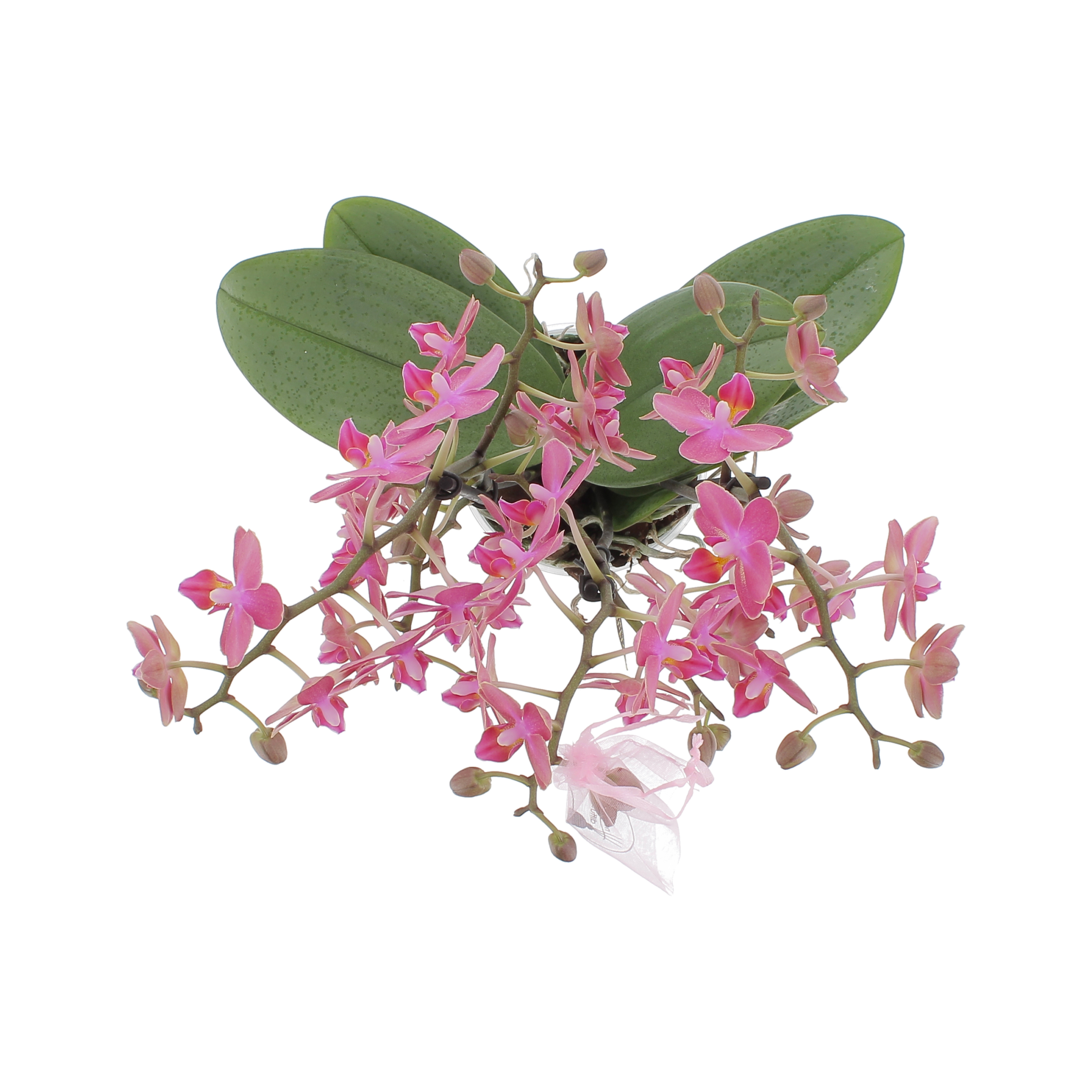 PTG-Aromio-floral-phalenopsis-v12-h40_sopra
