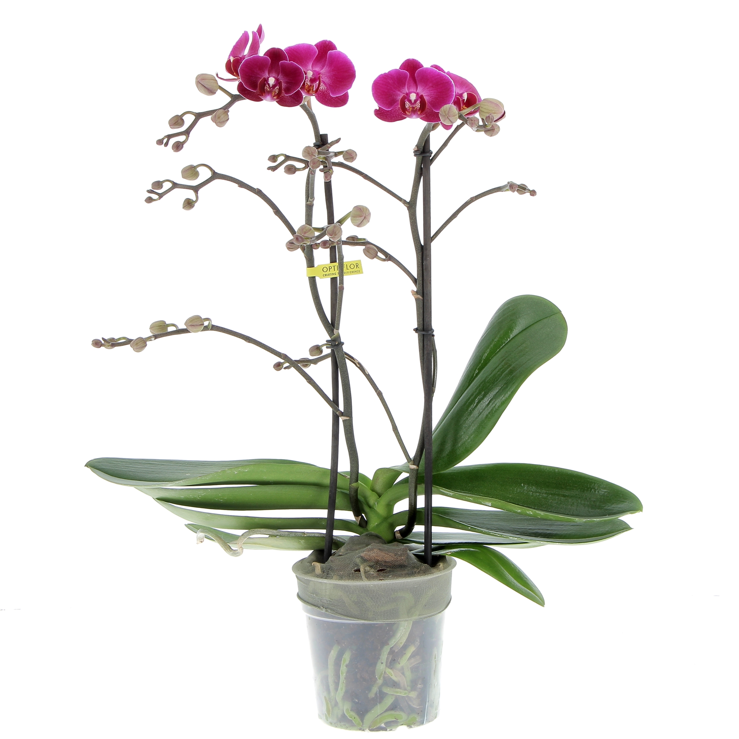 Flair Flower Kunstblume Schmetterling Orchidee in Schale Künstliche Blume Flair Flower Kunstblume Schmetterling Orchidee in Schale Künstliche Blume