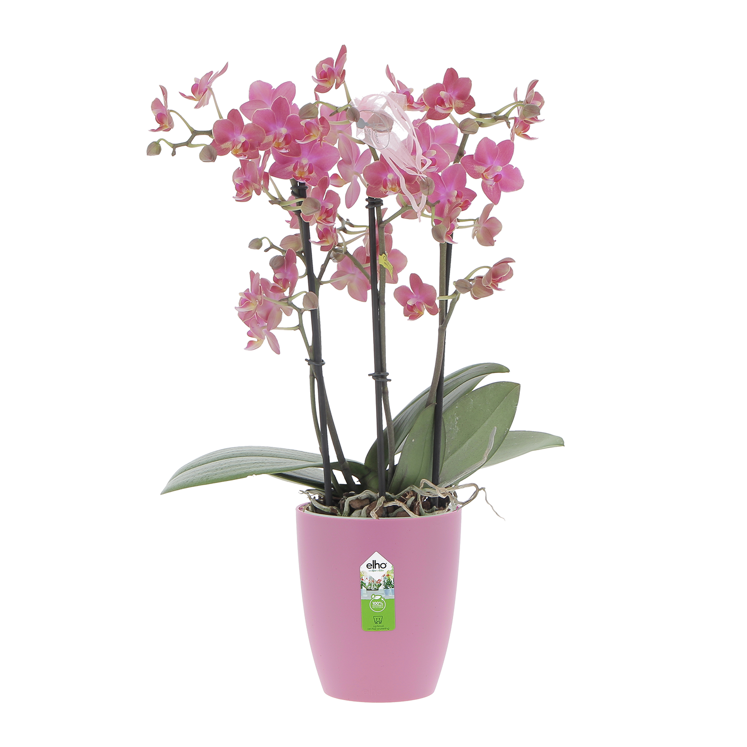 phalaenopsis aromio floral vaso vivid violet