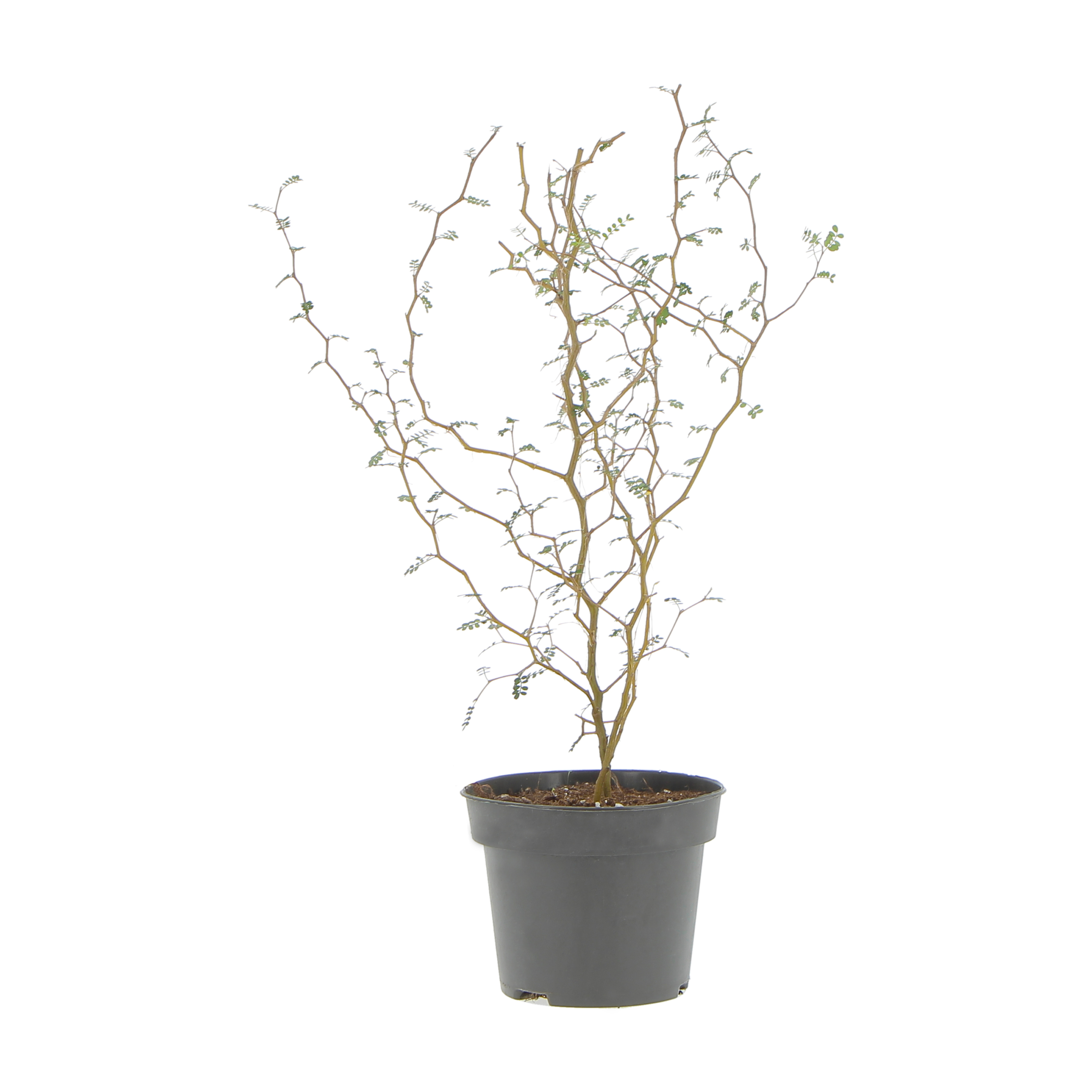 Sophora Prostrata Little Baby | Kentis