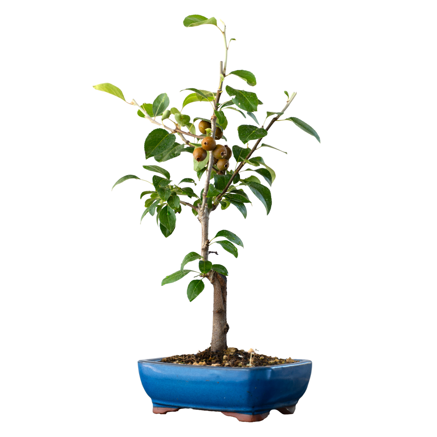 bonsai-pyrus-communis-con-pere