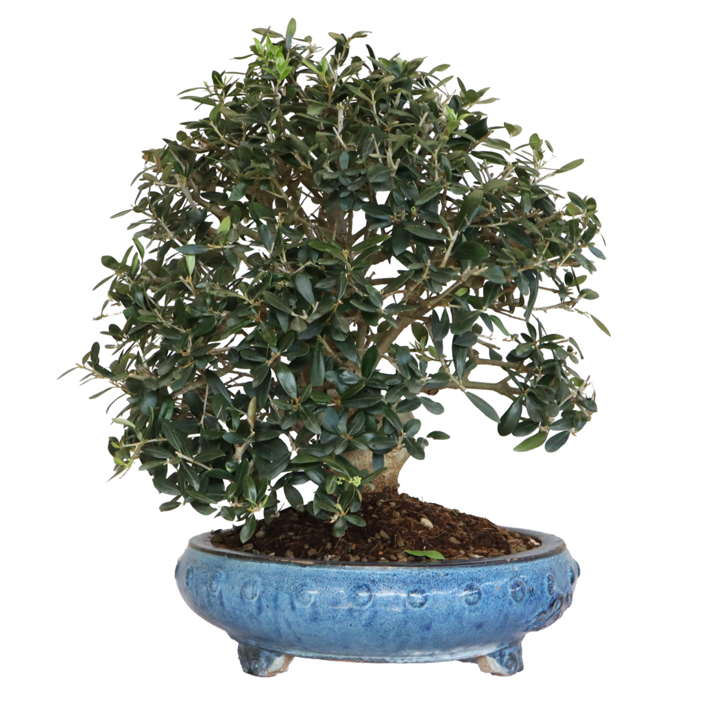 Olivenbaum Bonsai  Olea Europaea V35 - Kentis